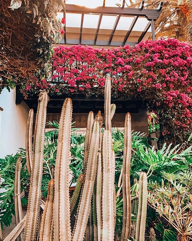 Flowers in Gran Canaria