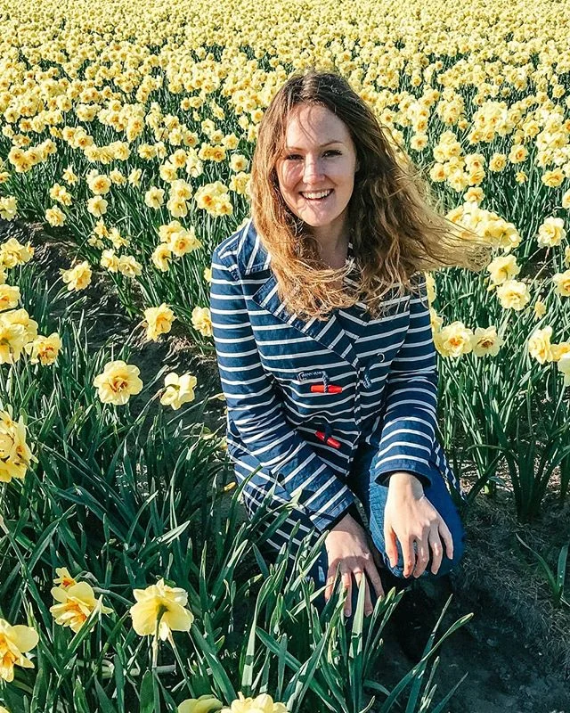 Daffodil fields in the Netherlands