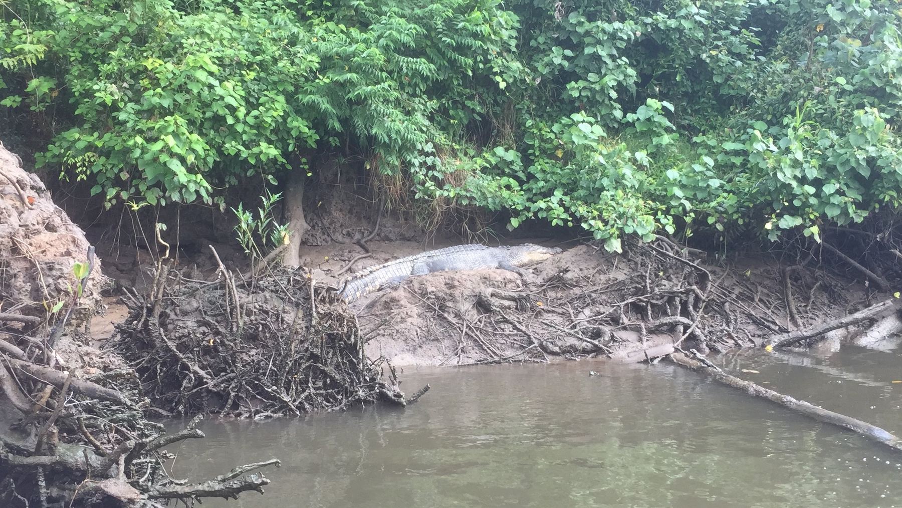 Crocodiles at the Daintree River