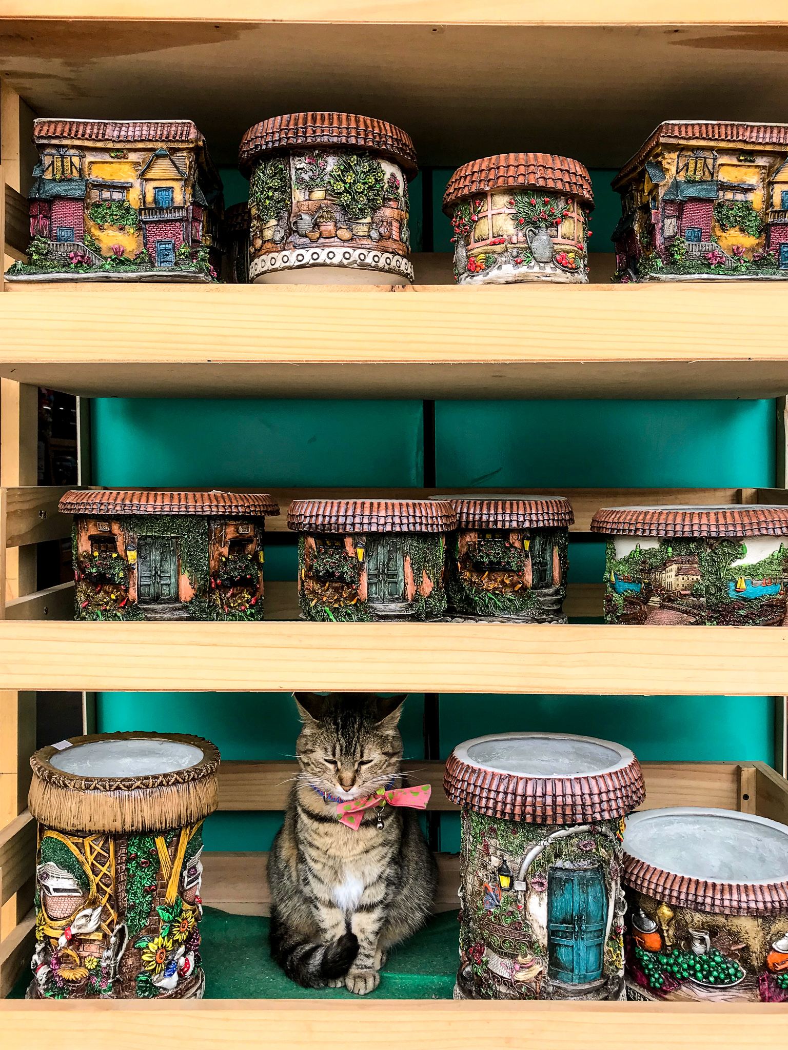 Salento cat.jpg