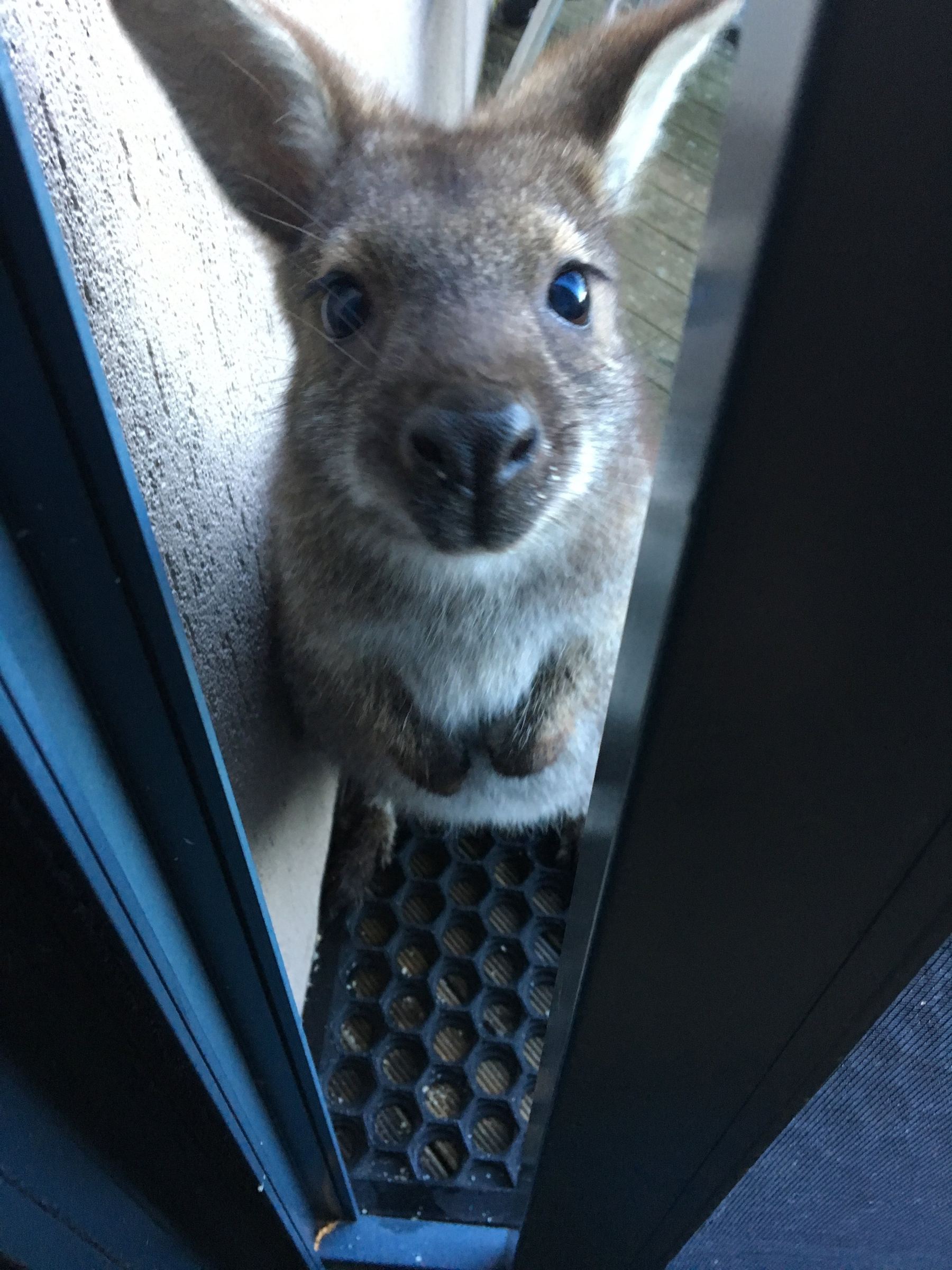 Wallaby Edge of Bay Lodge.jpg