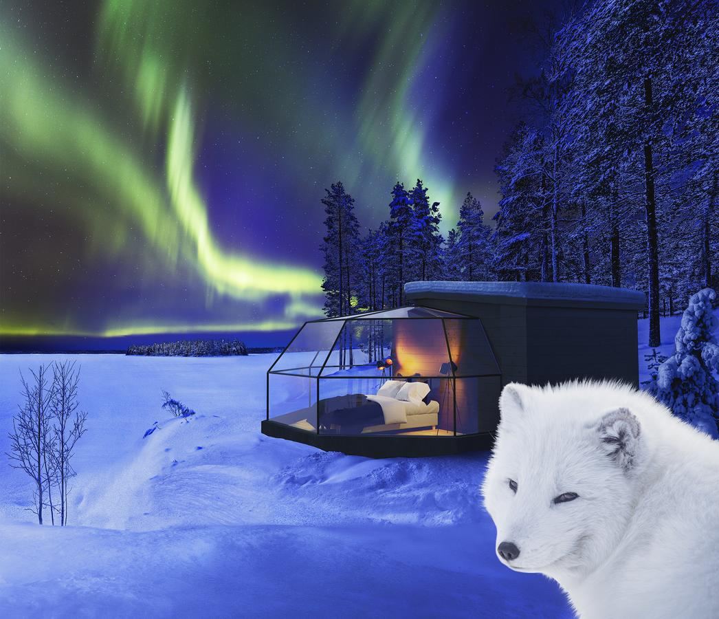 Arctic Fox Igloos