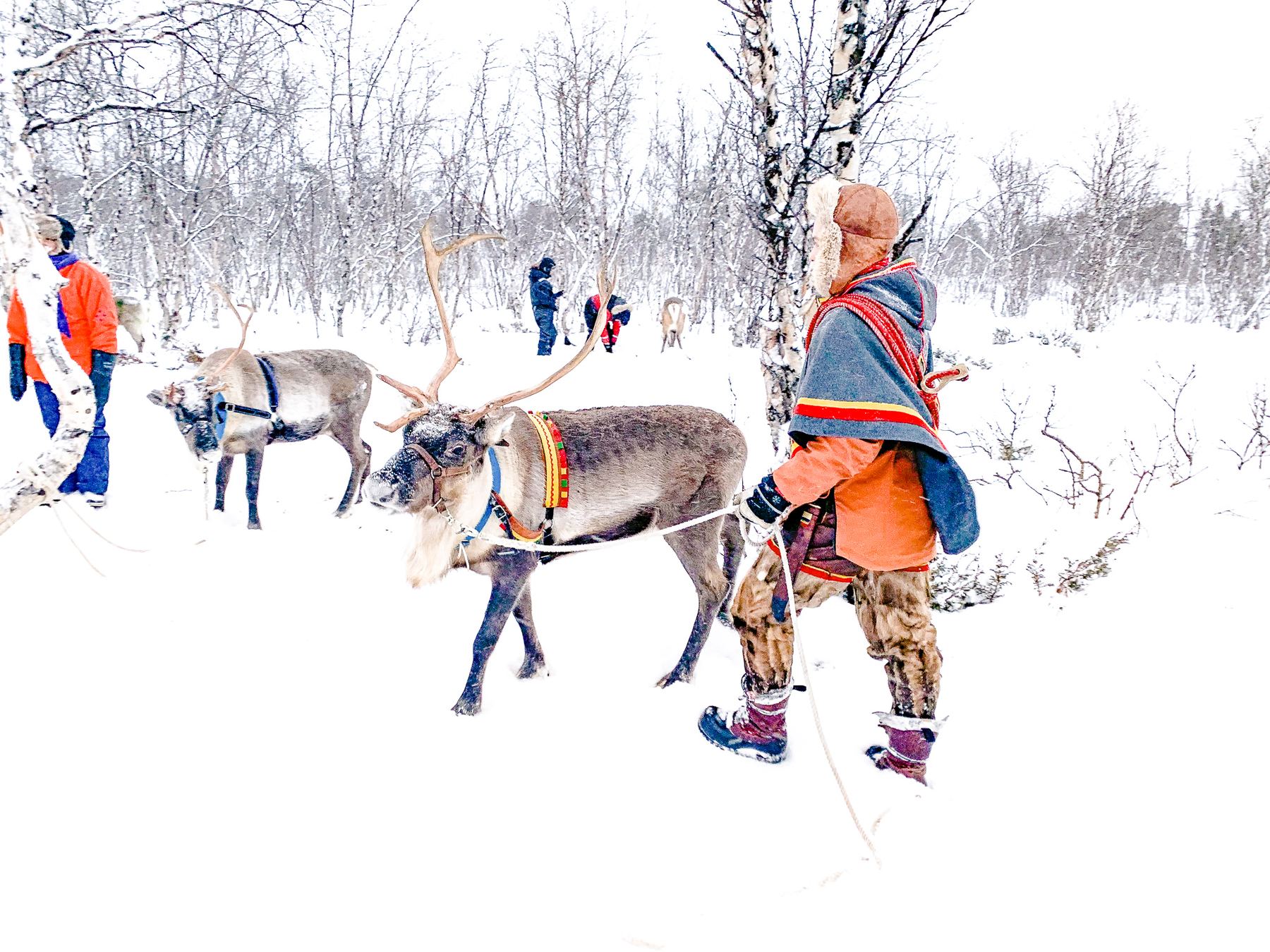 reindeer-day-kiruna.jpg