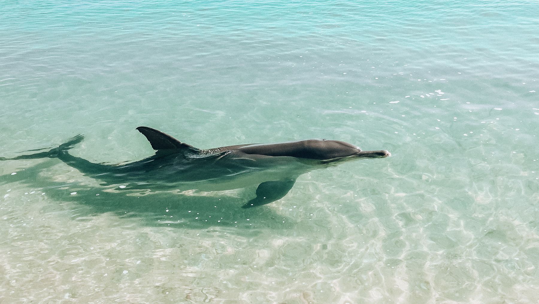 Dolphin swimming in shallow, crystal-clear water at Monkey Mia