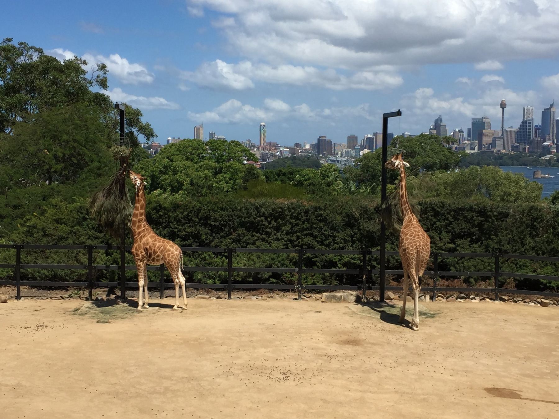 Giraffes Taronga Zoo.jpg
