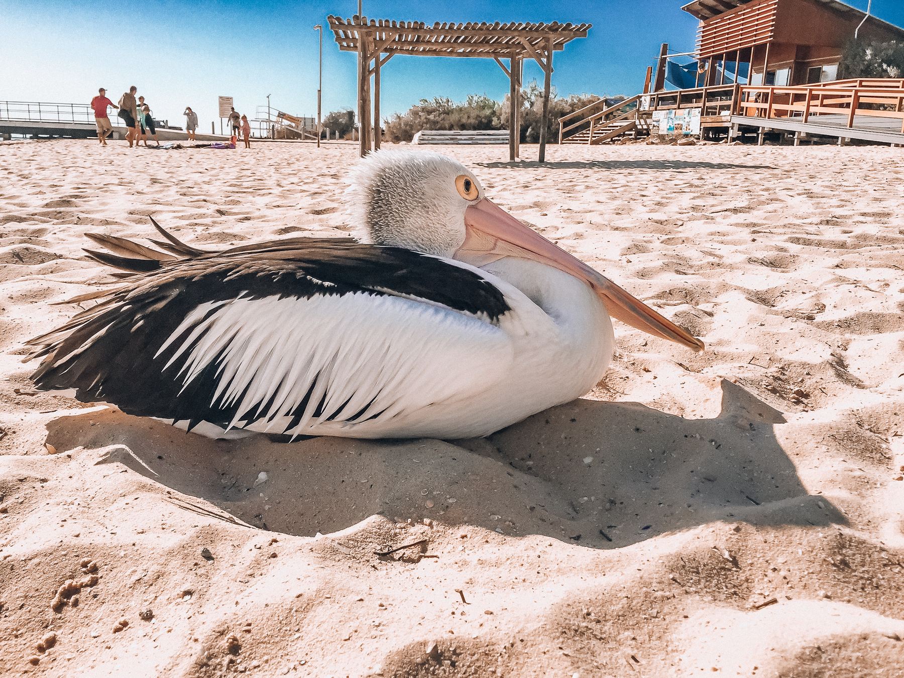 Pelican resting on the sand at the beach