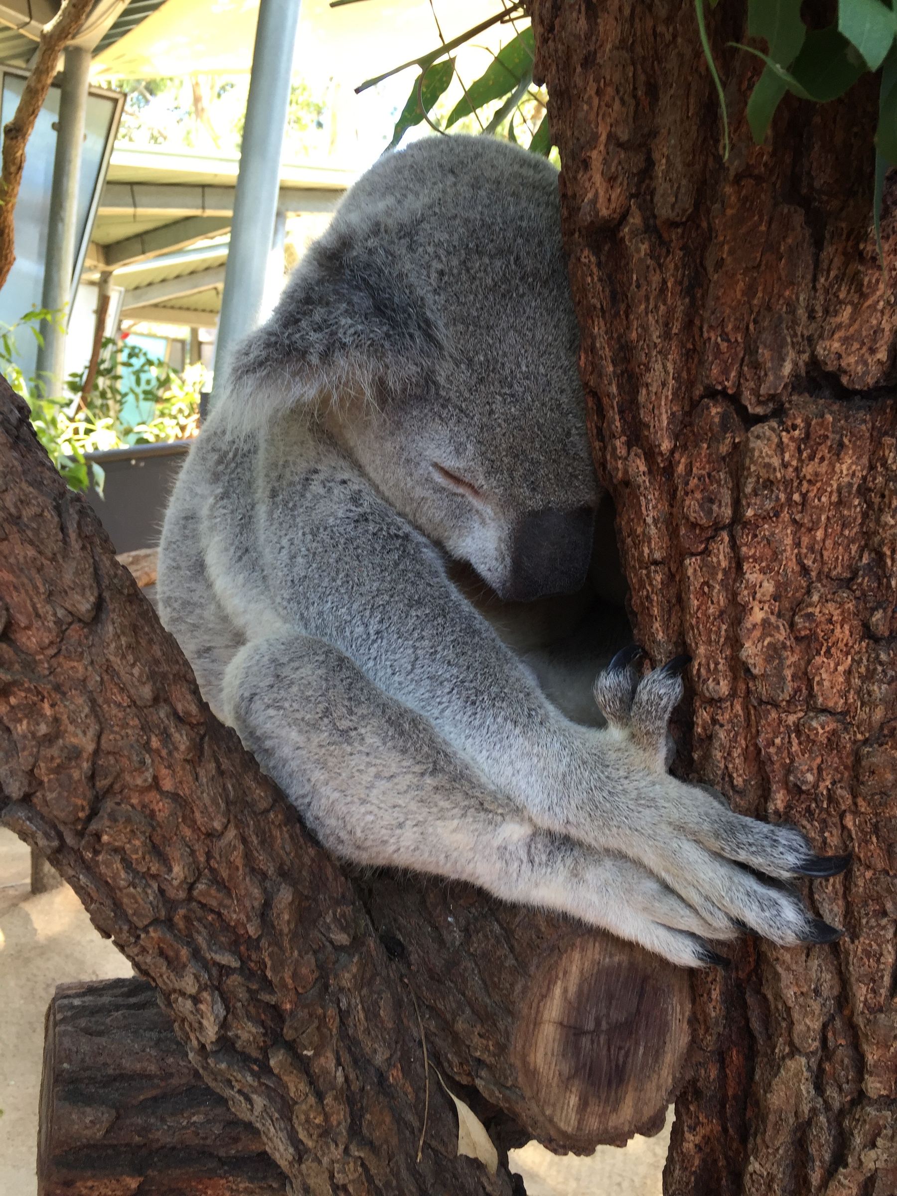 Koala at Taronga Zoo 2.jpg