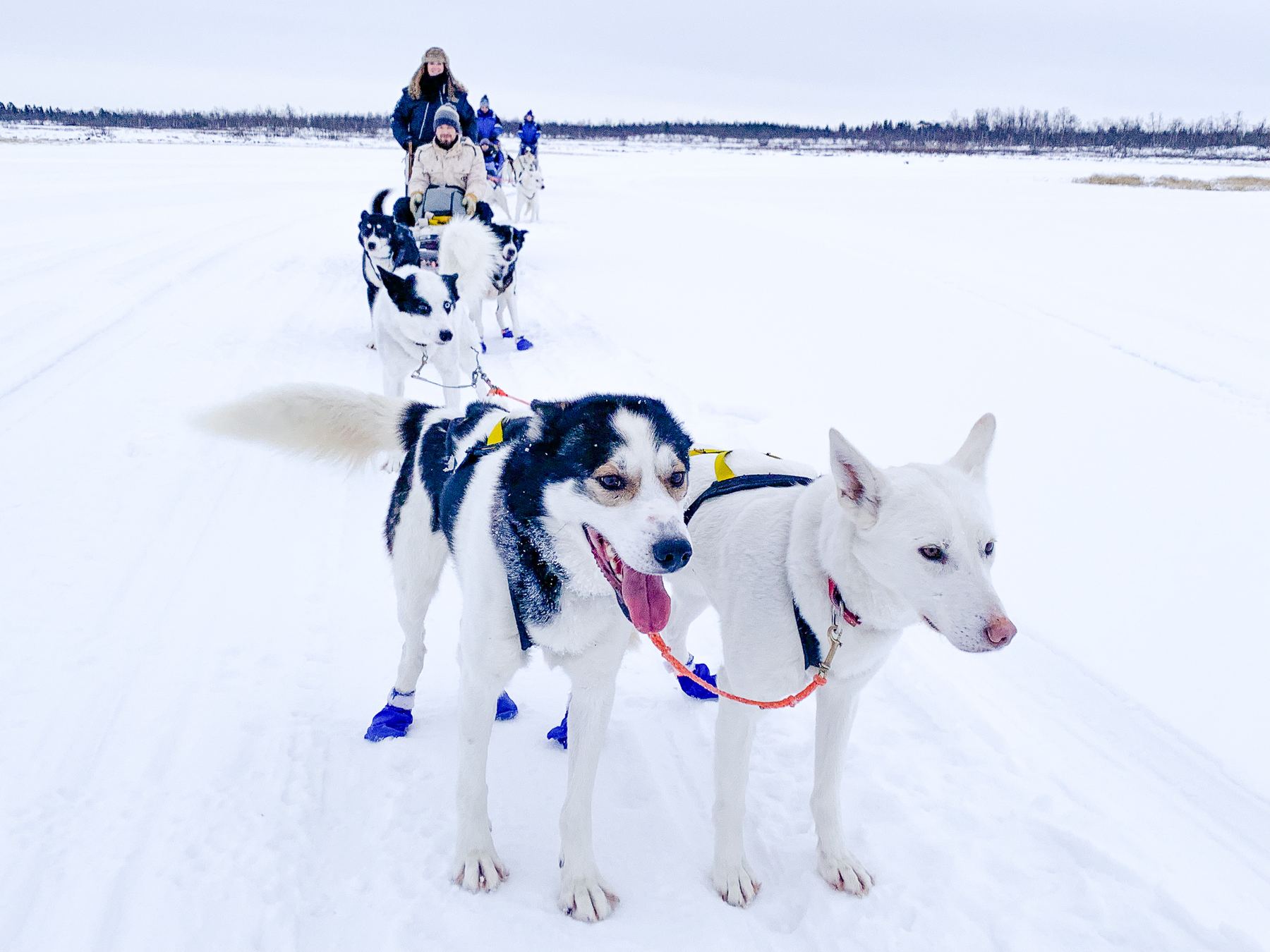 husky-safari-kiruna-husky-3.jpg