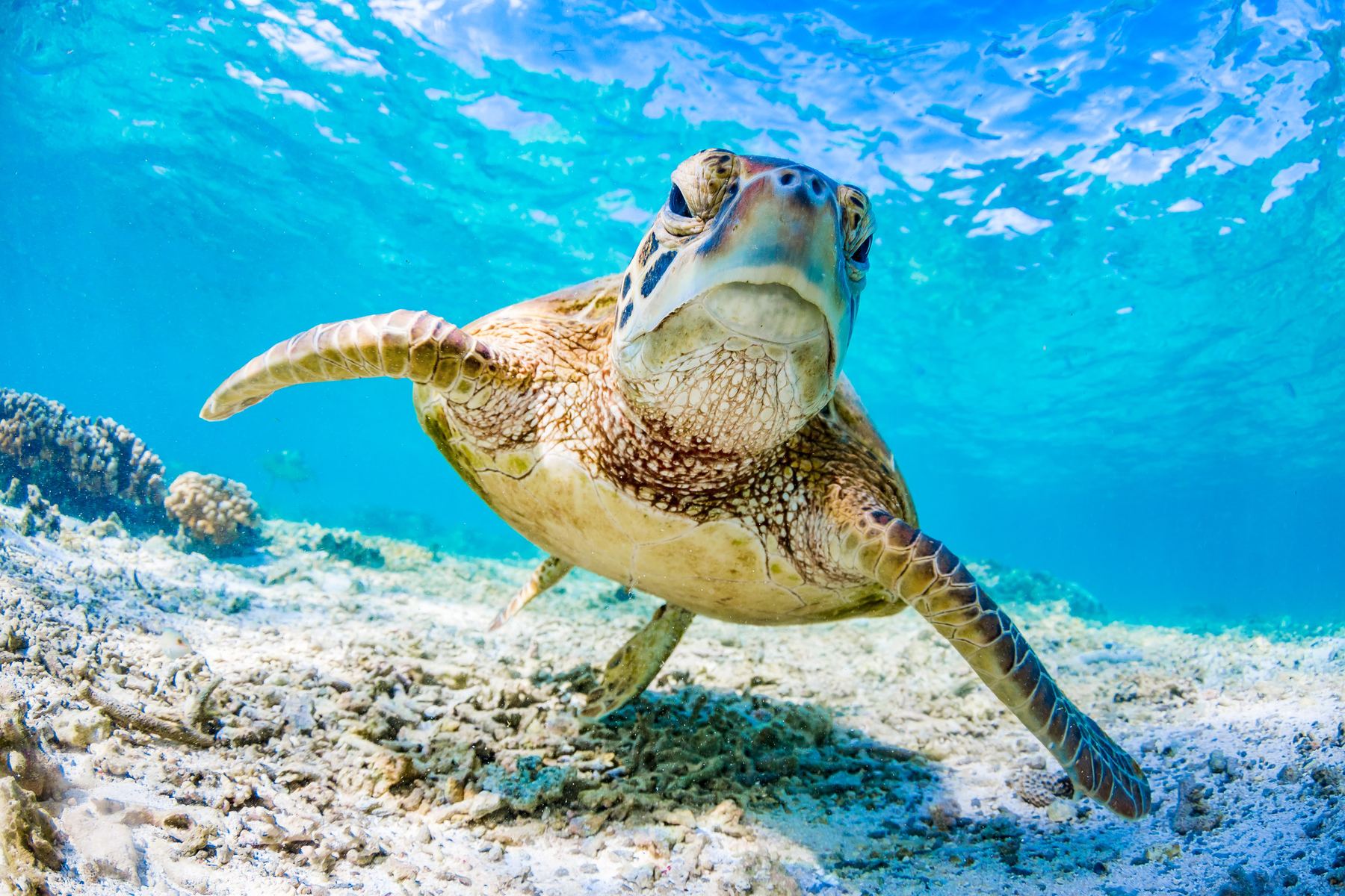 Sea Turtle