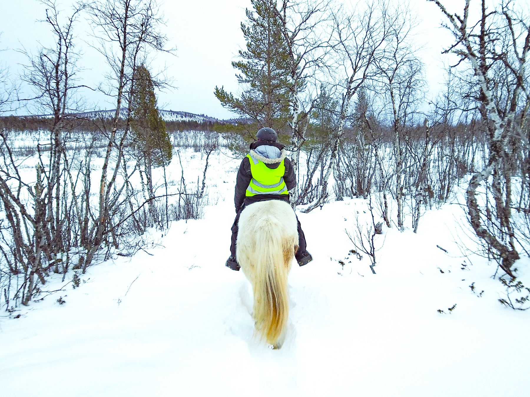 Reiten auf einer Elch-Safari