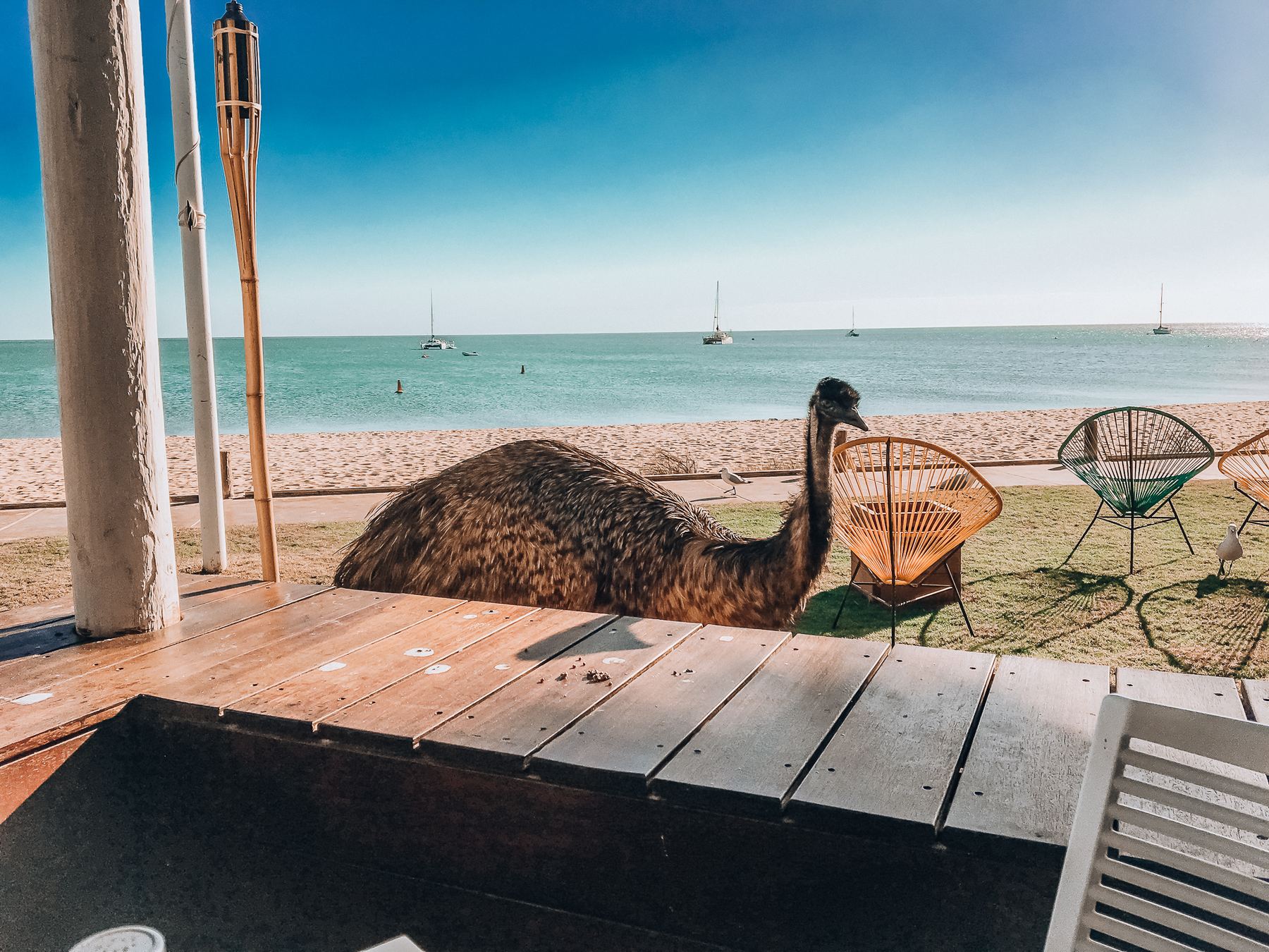 Emu standing on a beachfront deck at Monkey Mia