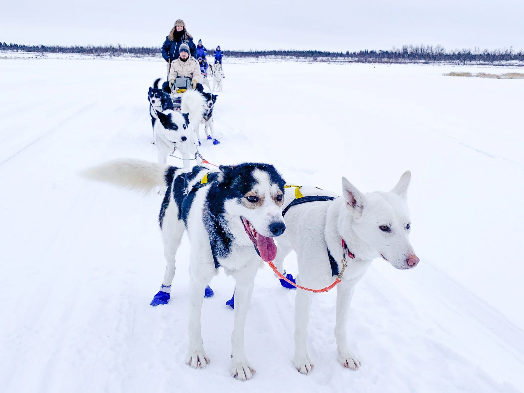 Travel to Northern Sweden for Unforgettable Winter Holidays in Lapland