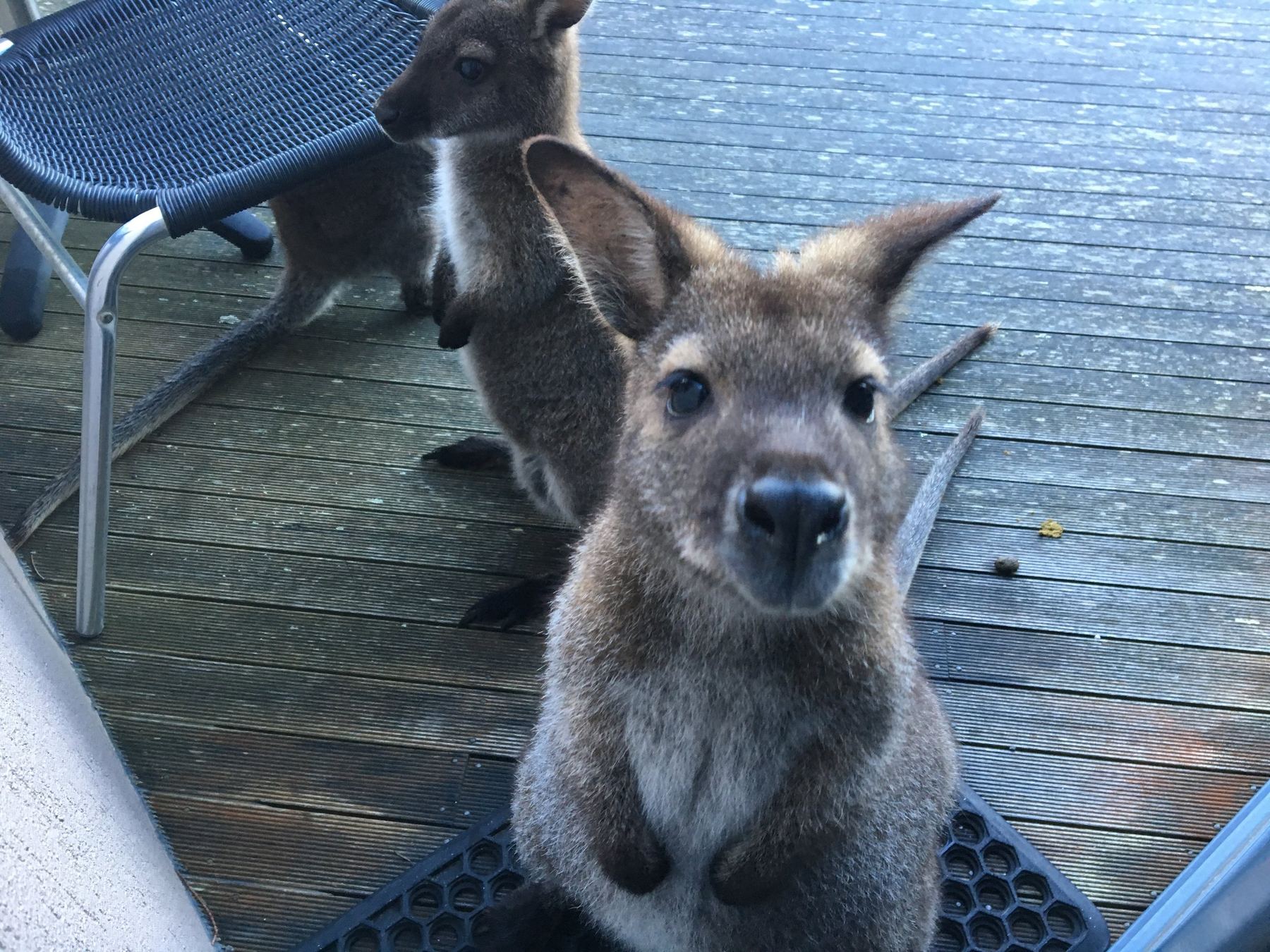 Tasmania Travel Guide