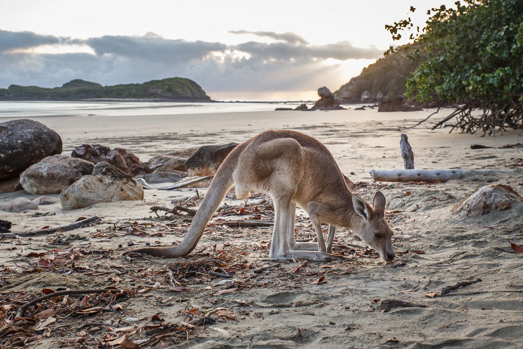 Australiens Ostküste von Brisbane nach Cairns / Cape Tribulation